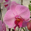 Moth Orchid / Phaelonopsis hybrid