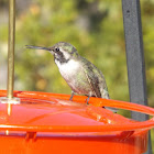 Anna's Hummingbird - Juvenile Male