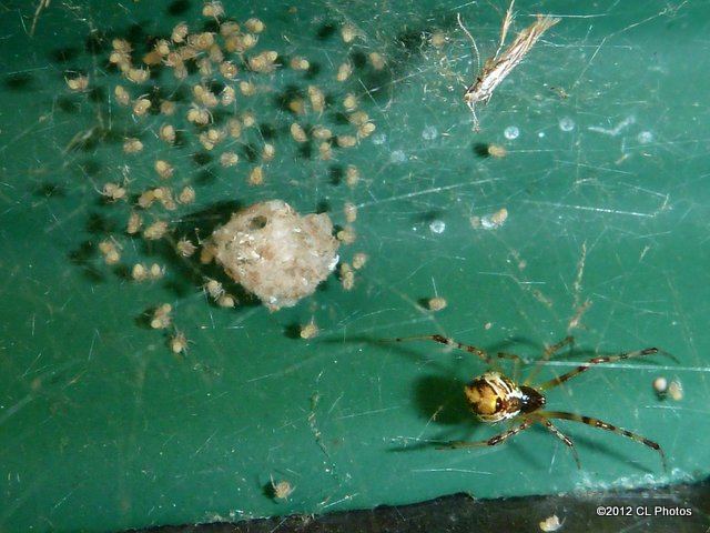Tangle-web Spider