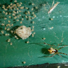 Tangle-web Spider