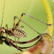 Four-spot bush cricket nymphs