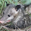 Common opossum