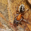 California Velvety Tree Ant