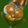 Eastern amberwing (female)