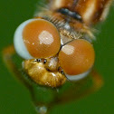 Eastern amberwing (female)