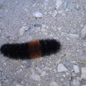 Banded Woolly Bear