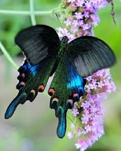 How to get Beautiful Butterfly patch 1.1 apk for pc