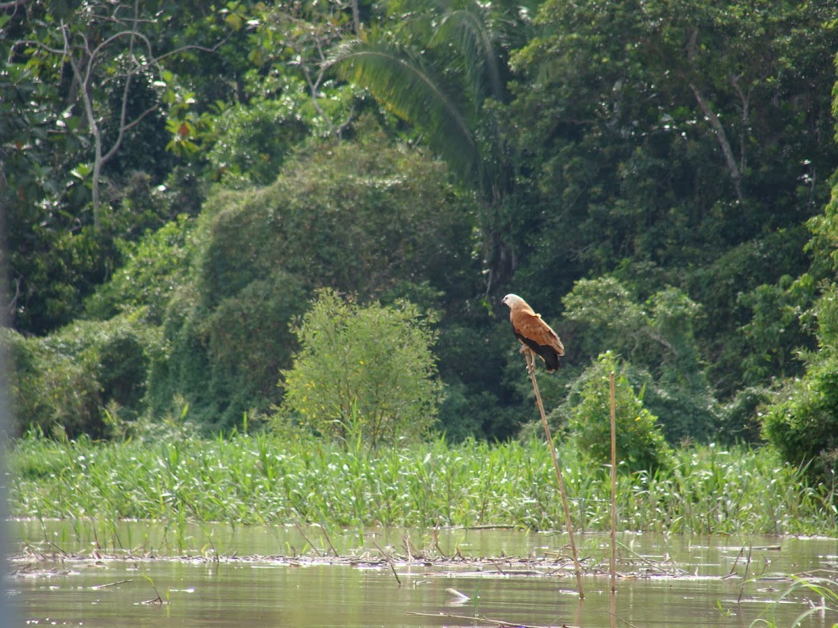 Black-collared hawk