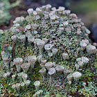 false pixie cup lichen