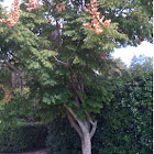 Golden Raintree