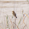 Zitting Cisticola; Buitrón