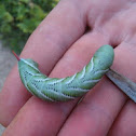 Tobacco Hornworm