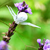 White flower crab spider