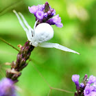 White flower crab spider