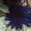 Crown-of-Thorns starfish