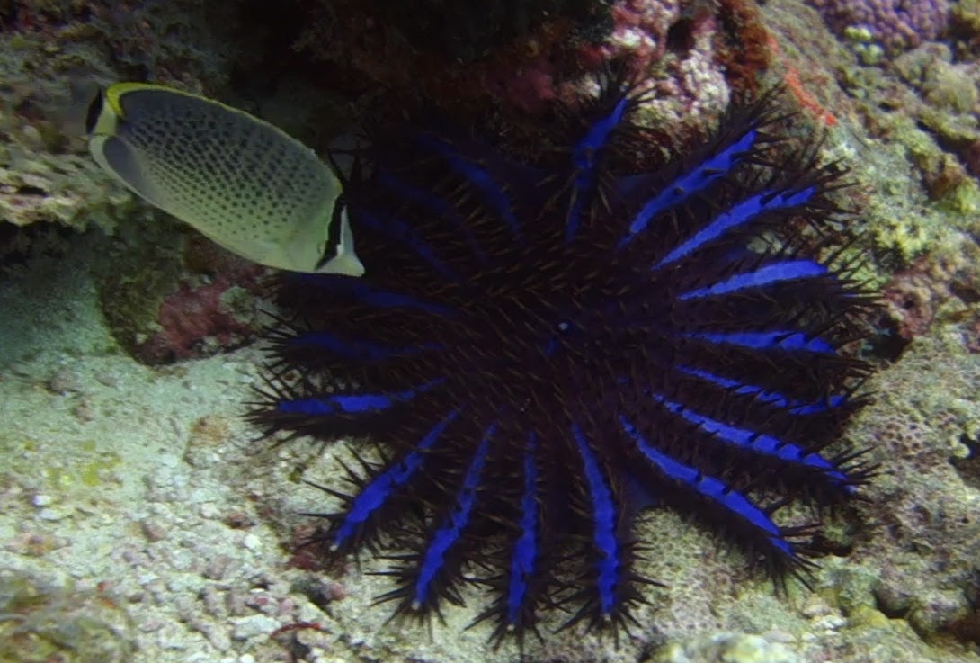 Crown-of-Thorns starfish