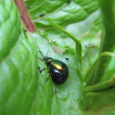 green dock beetle