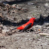 Scarlet (Red) Tanager