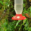 Gray tailed mountain gem (fem) & Magnificent Hummingbird