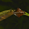 Philippines Dead Leaf Mantis