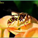 Tropical Paper Wasp