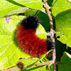 Banded Woolly Bear Caterpillar