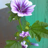 Zebrina Tree Mallow