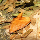 Limacodid Moth