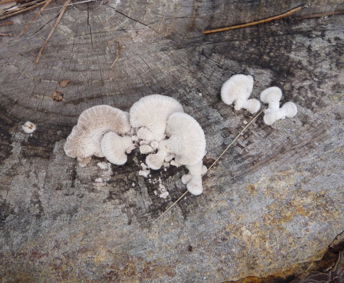 Schizophyllum commune