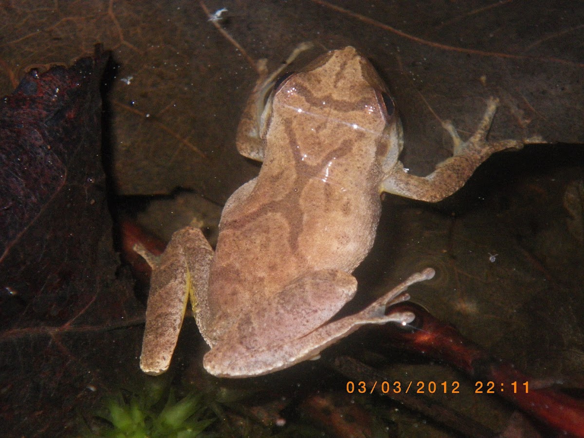 Spring Peeper