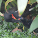 紅冠水雞 / Common Moorhen