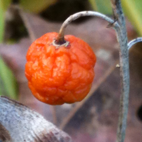 Lily of the Valley seed pod. Project Noah
