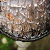 Shaggy Ink Cap