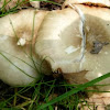 Mystery Mushroom E, suspected Fawn Mushroom (1 of 3 pics)