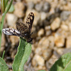 (Male) Bee Fly