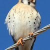 American Kestrel