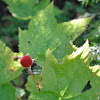 Thimbleberry 