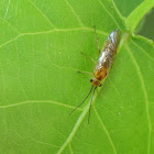Locust Sawfly