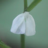 Northern Flatid Planthopper