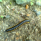 Cyanide Millipede