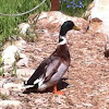 Mallard duck domestic or domestic hybrid