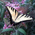 Eastern tiger swallowtail (male)