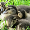 Ducklings (Mallard)
