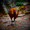 Sri lanka jungle fowl