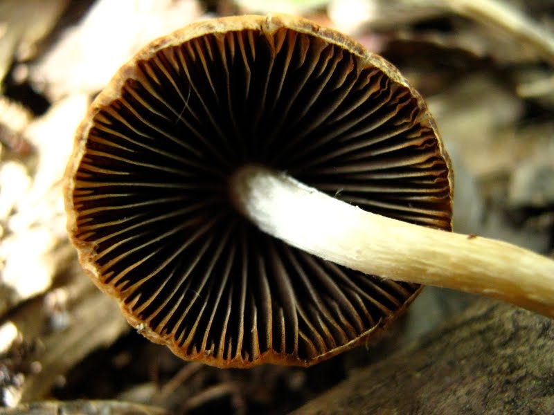 Underside of previous mystery mushroom