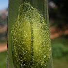 Orb weaver - Egg sac,  marked with a distinct green line