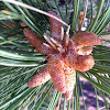 Ponderosa pine, yellow pine