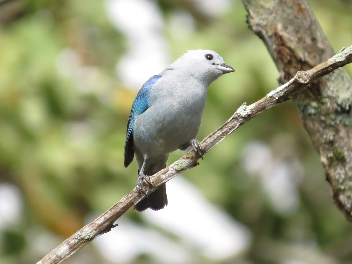 Blue-gray Tanager