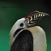 Tarictic Hornbill (Female)