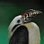 Tarictic Hornbill (Female)